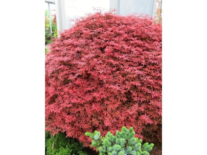 Acer%20palmatum%20Shaina%20031
