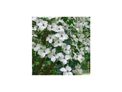 Cornus%20chinensis01