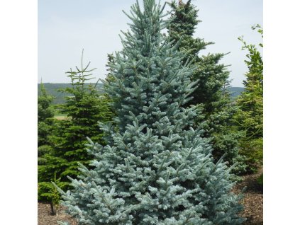 Abies%20lasiocarpa%20Wollbeck01s