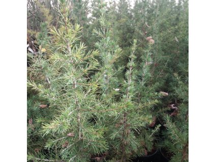 Cedrus%20atlantica02%20(2)