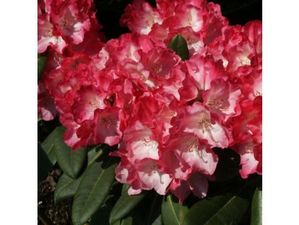 Rhododendron%20Fantastica