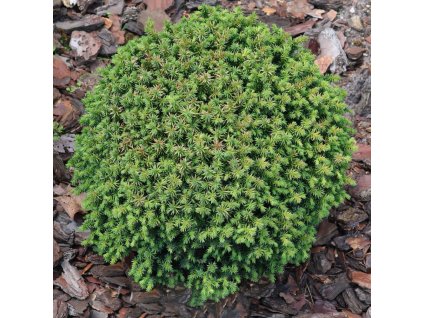 Cryptomeria%20Compressa01s