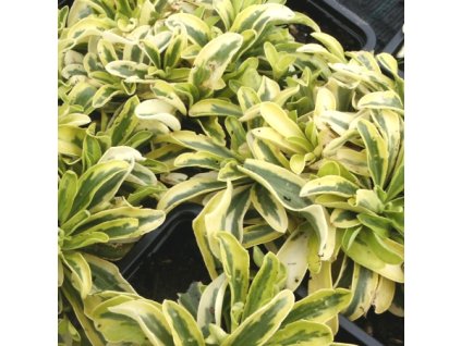 Arabis%20procurrens%20Old%20Gold