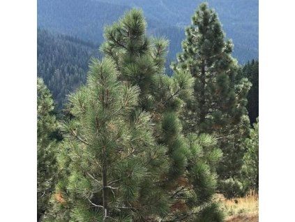 Pinus%20jeffreii01s