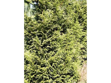 Thuja%20plicata%20Gelderland%2001