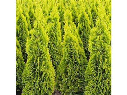 Thuja%20occidentalis%20Jantar01s