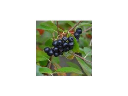 Aronia%20Amit01s