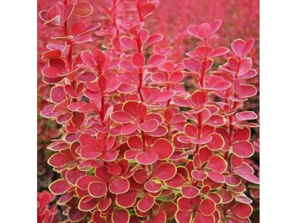 Berberis%20thunbergii%20Orange%20Sunrise02s