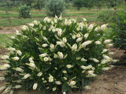 clethra%20humming