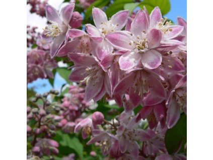 Deutzia%20hybrida%20Tourbillon%20Rouge01s