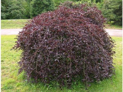 Fagus%20sylvatica%20Purpurea%20Pendula