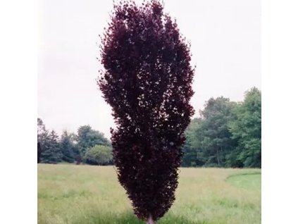 Fagus%20sylvatica%20Red%20Obelisk01s