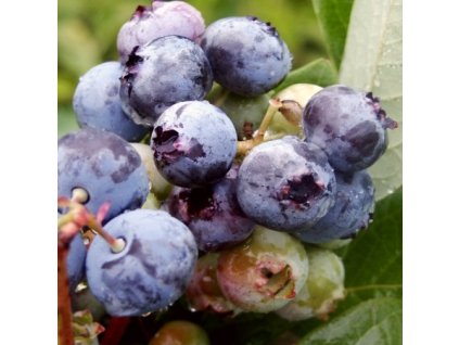 Vaccinium%20Brigitta