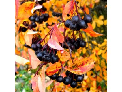 Aronia%20melanocarpa