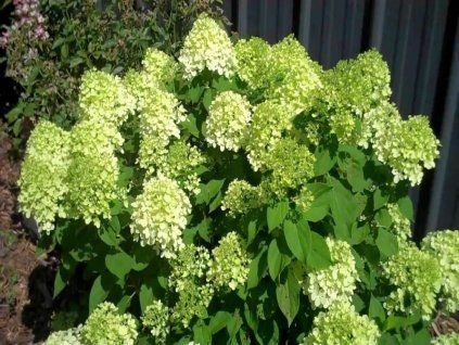 Hydrangea%20paniculata%20Little%20Lime%2001