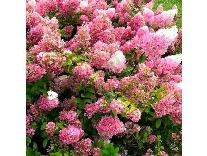 Hydrangea%20paniculata%20Petit%20Star01s