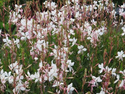 Gaura%20Belleza%20White%2001