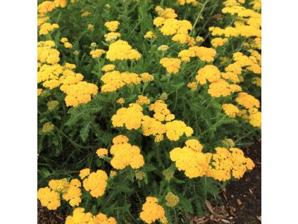 achillea yellow skysail3m3