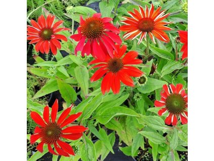 echinacea1m1