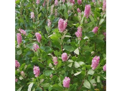 Clethra%20Ruby%20Spice01s