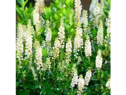 Clethra%20Sixteen%20Candles01s