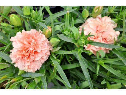 Dianthus%20Dynamic%20Apricot01