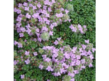 Thymus%20praecox%20Minor02s