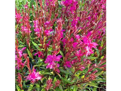 Gaura%20Belleza%20Pink02s