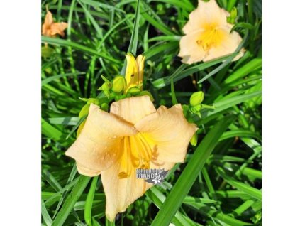 hemerocallis mini pearls 1m1