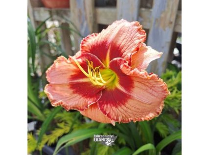 hemerocalis Lipstick1m1