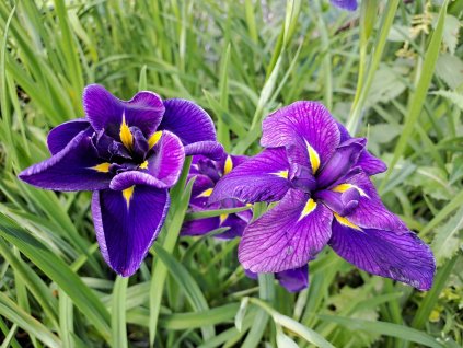 Iris%20Bleberry%20Pie01