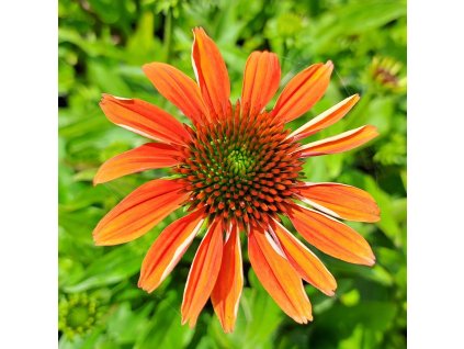 Echinacea%20Blaze%20Orange%20Sunset01s