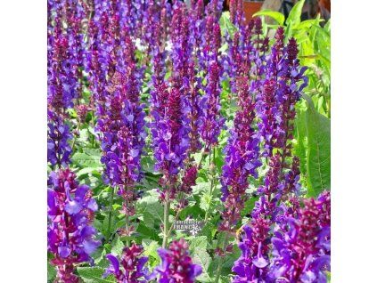 salvia marvel d.b.1m1