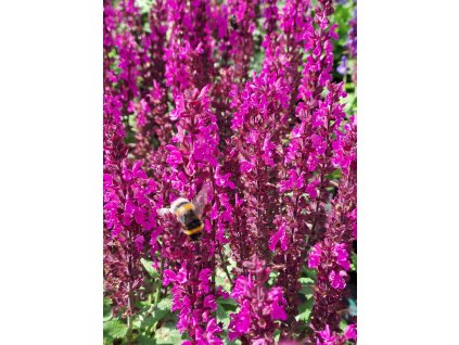 Salvia%20nemorosa%20Midnight%20Rose01