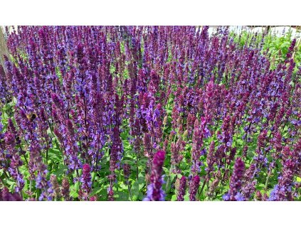 Salvia%20nemorosa%20Merleau%20Blue01