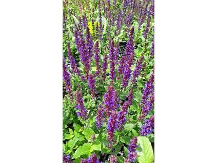 Salvia%20nemorosa%20Midnight%20Purple01
