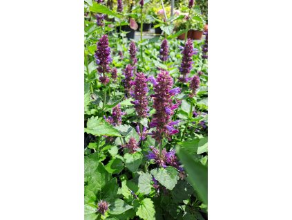 Agastache%20x%20Blue%20Boa01