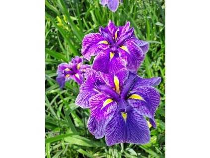 Iris%20Dinner%20Plate%20Sundae01