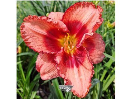 hemerocallis2m1