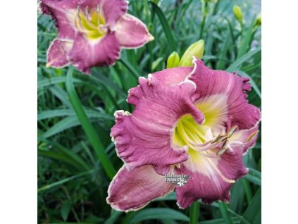 hemerocallis 2 ring1m1