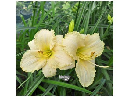 hemerocallis spa.1m1