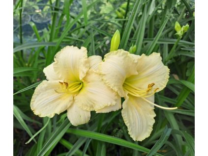 Hemerocalis%20Spacecoast%20White%20Out031