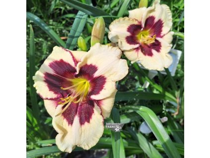 hemerocalis angels1m1