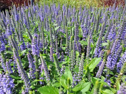 Veronica%20x%20Candela%20Blue02