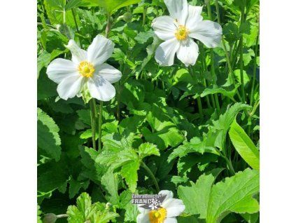 anemone h.1m1