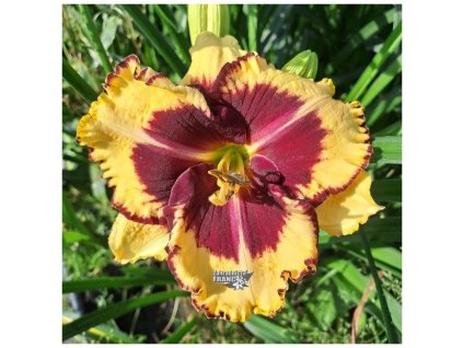 hemerocallis tig.1m1