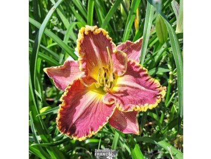 hemerocallis daria1m1