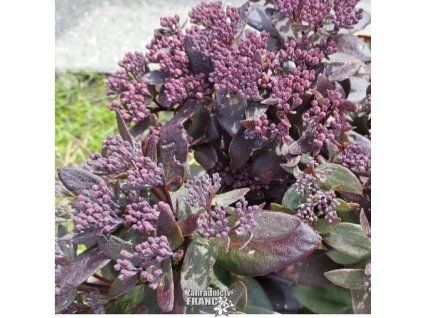 sedum dark magic1m1