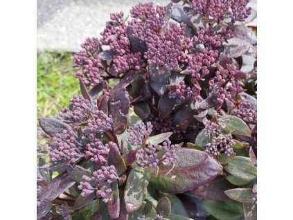 Sedum%20telephium%20Dark%20Magic01s