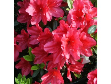 Azalea%20Arabesk